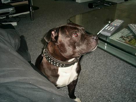 Staffordshire bull terrier (engelsk)Ginger <3 <3 <3 R.I.P <3 <3 <3 - det er den dejlige set billede 15