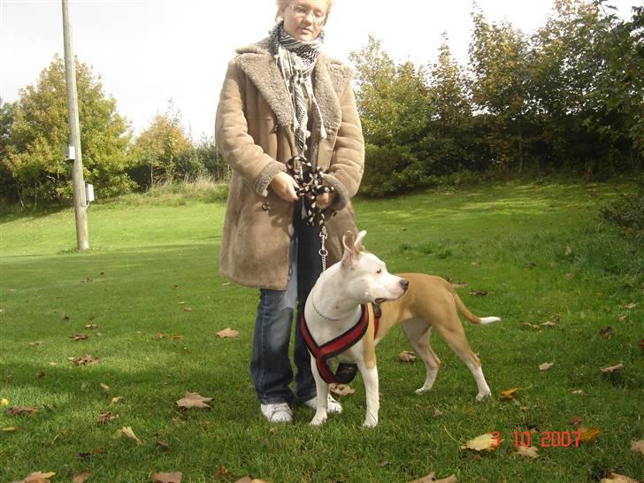 Amerikansk staffordshire terrier NA Eris Angel *Solgt* - Mor og jeg billede 19