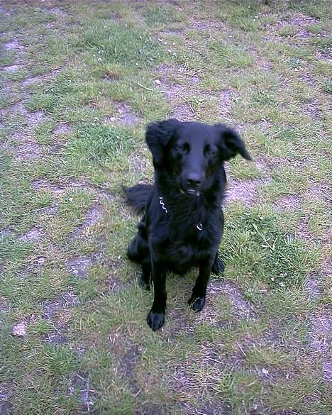 Labrador retriever cosmo billede 12