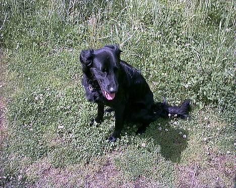 Labrador retriever cosmo billede 13