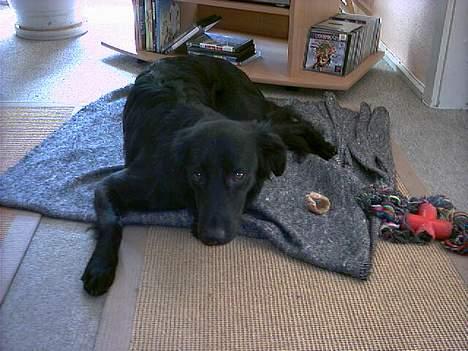 Labrador retriever cosmo - Skal vi lege eller slappe a, det bestemmer du!! billede 14