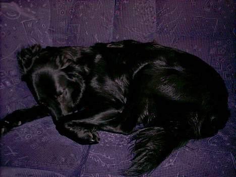 Labrador retriever cosmo - Ej nu er jeg blevet træt!! Godnat!! billede 15