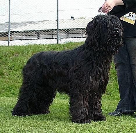 Briard Cody billede 1