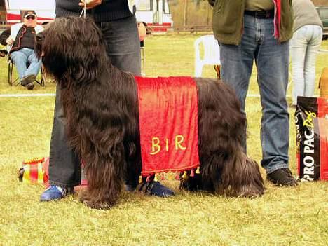 Briard Cody billede 2