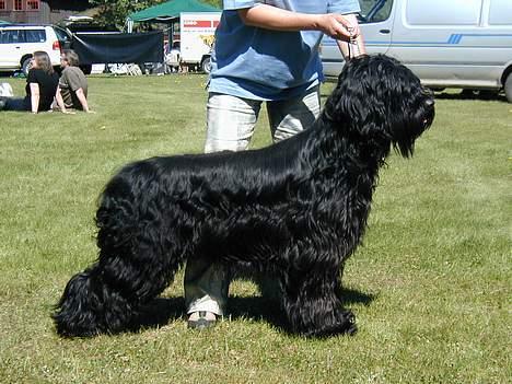 Briard Cody billede 3