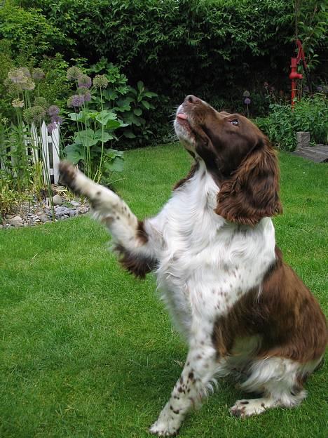 Engelsk springer spaniel Twister F.T. "R.I.P" - Vinker billede 1