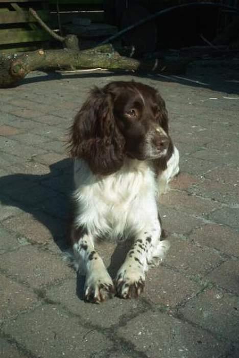 Engelsk springer spaniel Twister F.T. "R.I.P" - dagdrømmer lidt billede 2