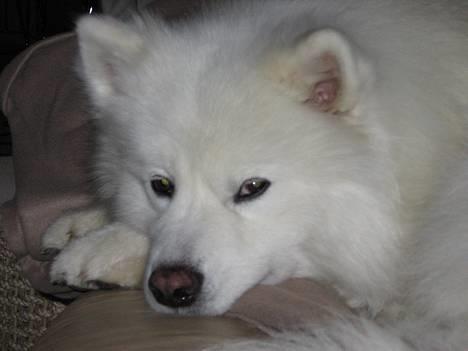 Samojedhund Enrico Of Buddha (RICKI) - han er vist lige ved at falde i søvn.... billede 1