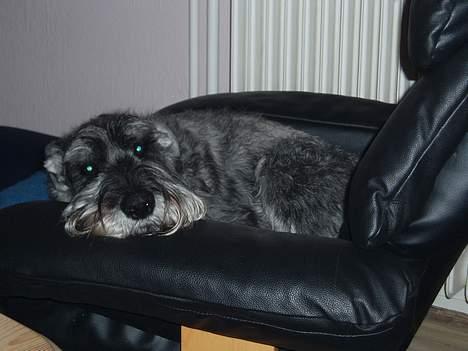 Mellemschnauzer Ozzy ( * Januar 2003 - + August 2013) - det her er bare det man kalder for en meget doven hund, hehe... billede 3