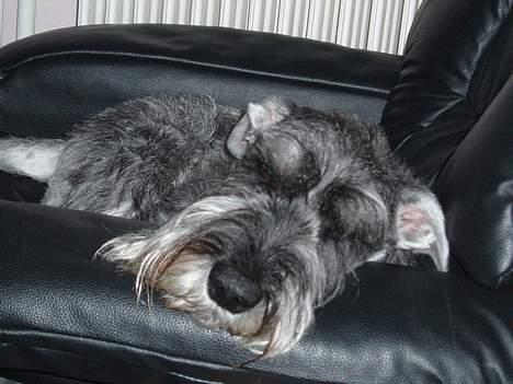 Mellemschnauzer Ozzy ( * Januar 2003 - + August 2013) - den dejlige lille sovetryne:D billede 4