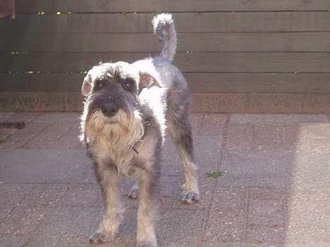 Mellemschnauzer Ozzy ( * Januar 2003 - + August 2013) - dejligt at være ude i solen:D billede 5