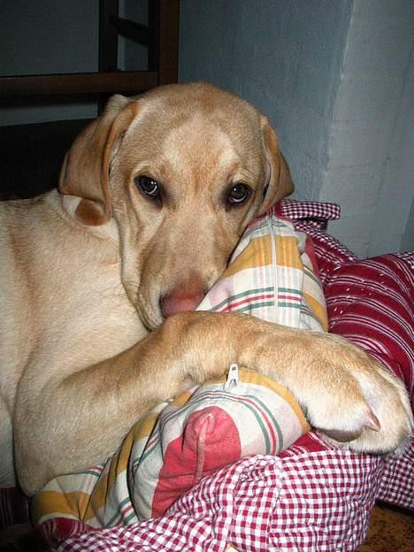 Labrador retriever Kikki billede 17