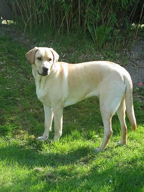 Labrador retriever Kikki - Smuk...! billede 18