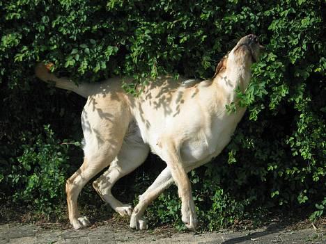 Labrador retriever Kikki - Kikki klør sig op af hækken .. Hehe ;P  billede 19