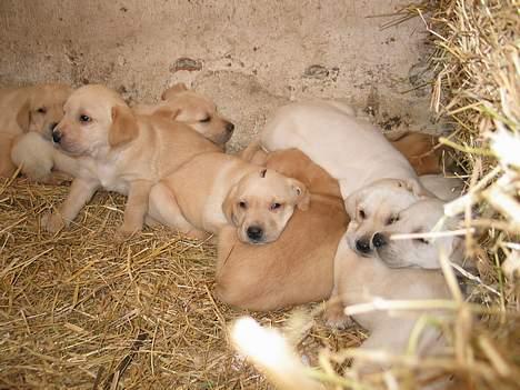 Labrador retriever Kikki - Kikki og alle hendes søskende, det er Kikki med den lillae streg i panden (i midten af billedet).. billede 20
