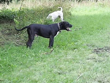 Blanding af racer cæzar(død) billede 4