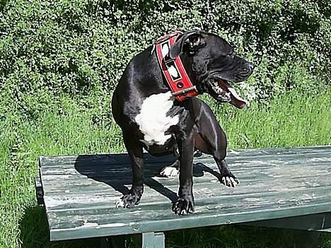 Blanding af racer cæzar(død) billede 5