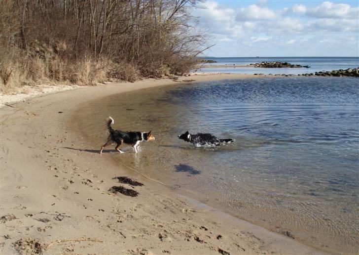 Border collie Indiana Jones "Indi" - RIP - Indi og Dundee på ferie billede 20