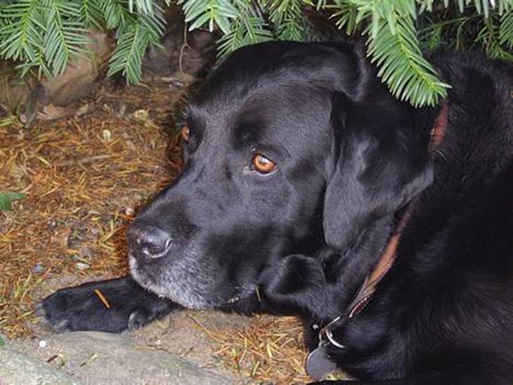 Labrador retriever Jensen - Velkommen til Jensens profil :) billede 1