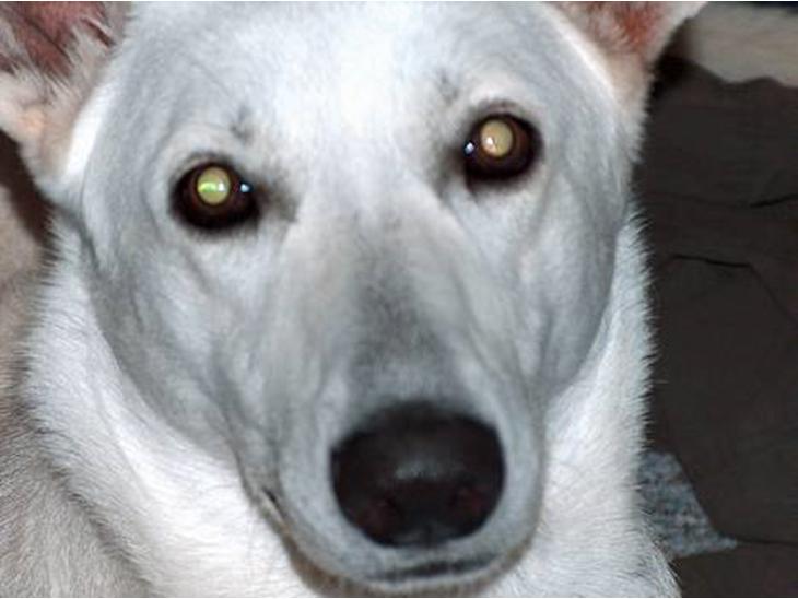 {{currentPhoto.altText}} billede {{currentPhoto.number}}