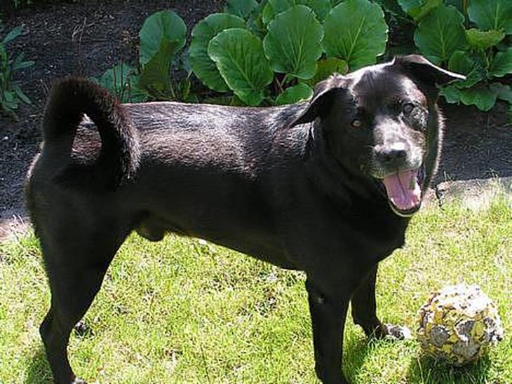 Blanding af racer Tarzan - HEJ HEJ billede 1