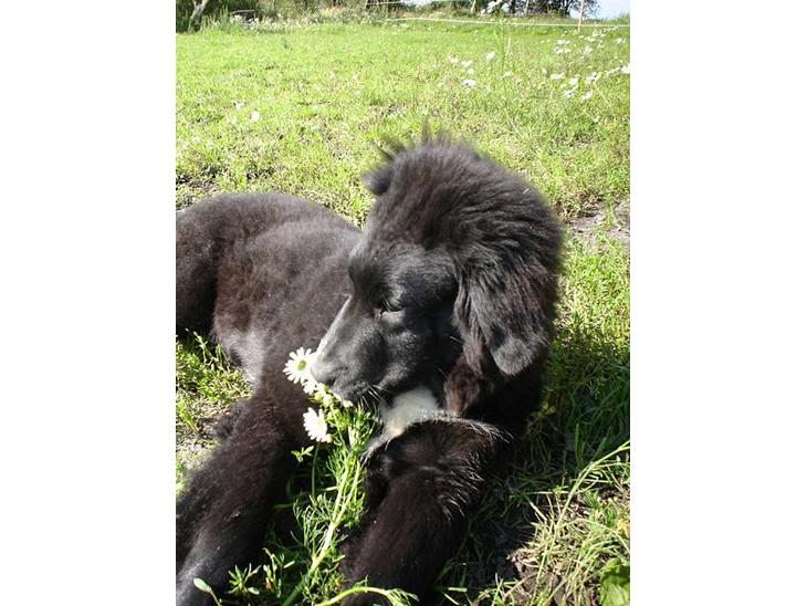 {{currentPhoto.altText}} billede {{currentPhoto.number}}