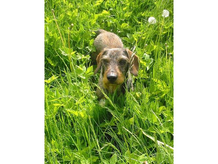 {{currentPhoto.altText}} billede {{currentPhoto.number}}