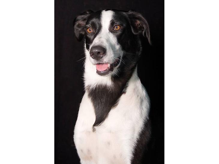 Blanding af racer Bella R.I.P. - Velkommen til min profil.....   Tosafoto billede 1