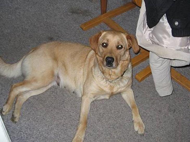 Labrador retriever Putte - sådan slapper man af billede 1