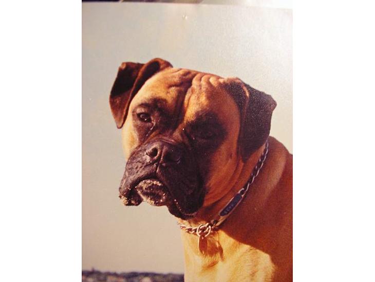 Boxer Mads **DØd** billede 1