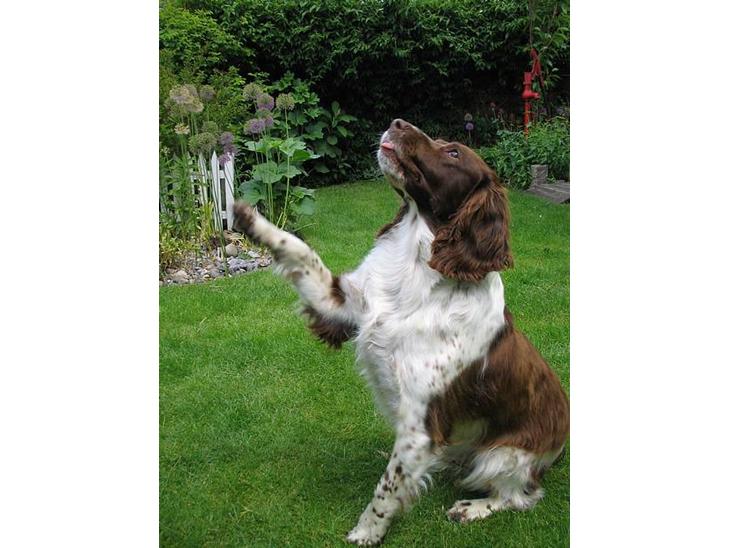 Engelsk springer spaniel Twister F.T. "R.I.P" - Vinker billede 1