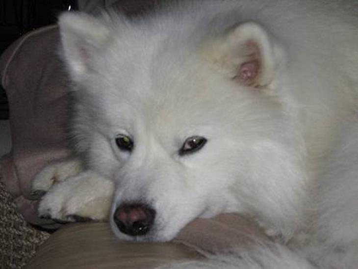 {{currentPhoto.altText}} billede {{currentPhoto.number}}