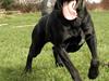 Blanding af racer Charlie 10/2-06 - 1/12-09 [ Himmelhund]
