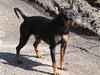 Dvaergpinscher Bevi Belo