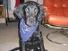 Flat coated retriever Kewin