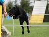 Labrador retriever BAMSE gl.dags type. [Tidl. hund]