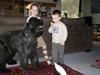 Bouvier des flandres Amadeus