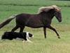 Border collie Tequila (1996-2009)