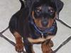 Rottweiler Elmedige´s Manny
