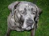 Cane corso mango