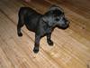 Labrador retriever Bella R.I.P :(