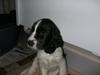 Cocker spaniel Fie