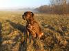 Amerikansk bulldog andrea