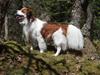 Kooikerhondje Baloo