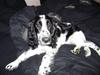 Cocker spaniel Mollie.