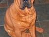 Shar pei Poker