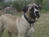Boerboel Baloo "Abelle`s Atilla"