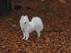 Samojedhund Discos Wummi