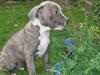 Amerikansk staffordshire terrier Kenzo 