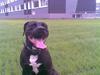 Amerikansk staffordshire terrier Jackie